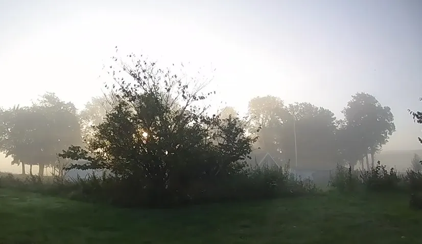 Träd och buskar i tät dimma en tidig morgon