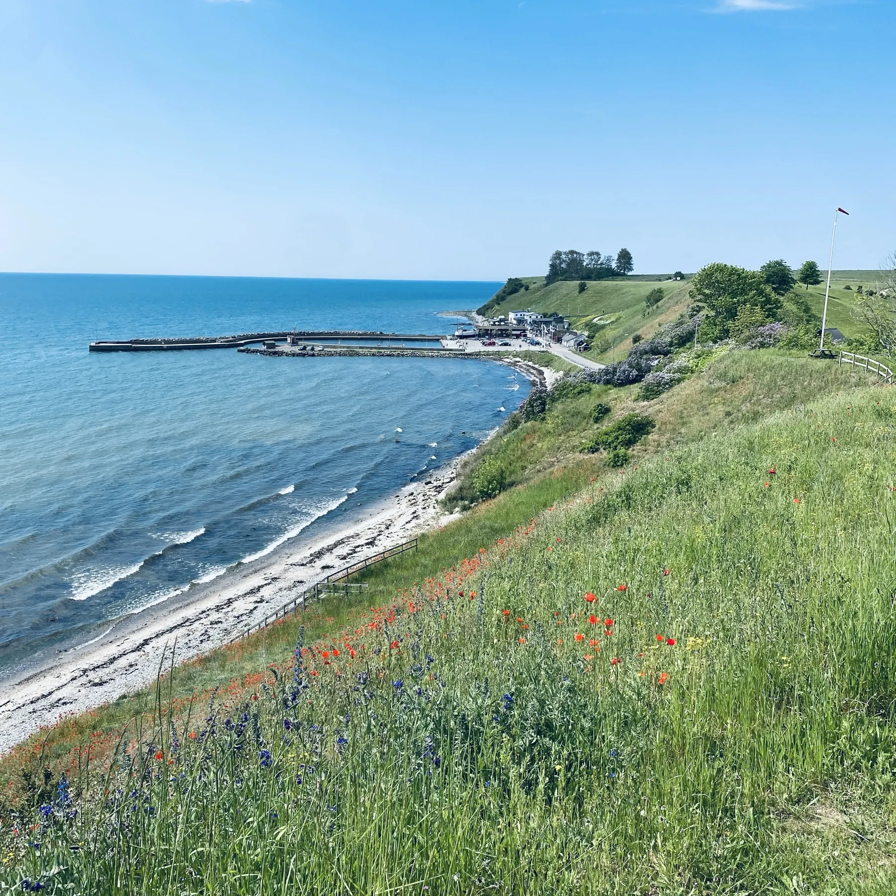 Utsikt från en grön slänt med blommor ner mot Kåseberga hamn och havet