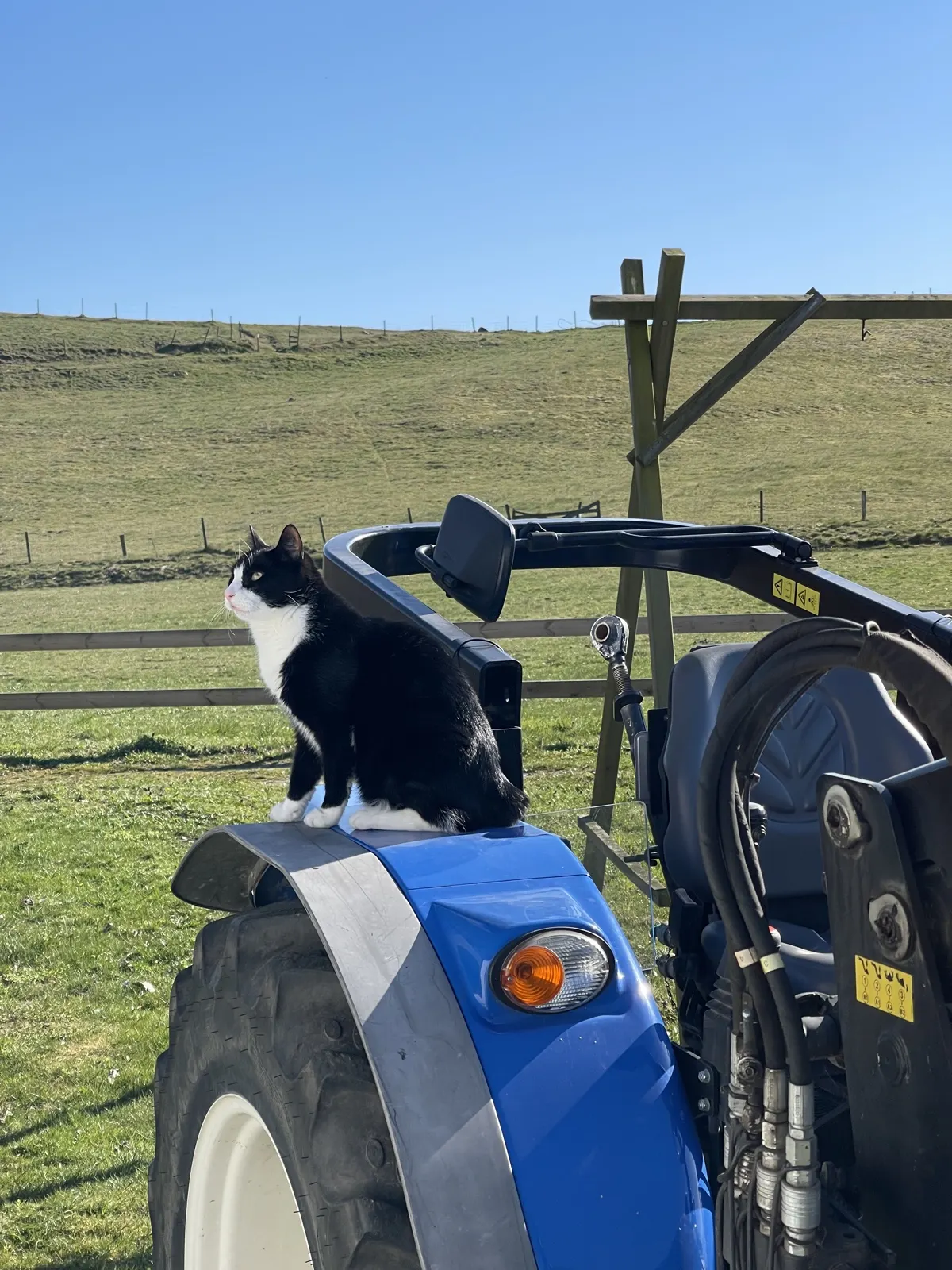 En svartvit katt som sitter på en blå traktor