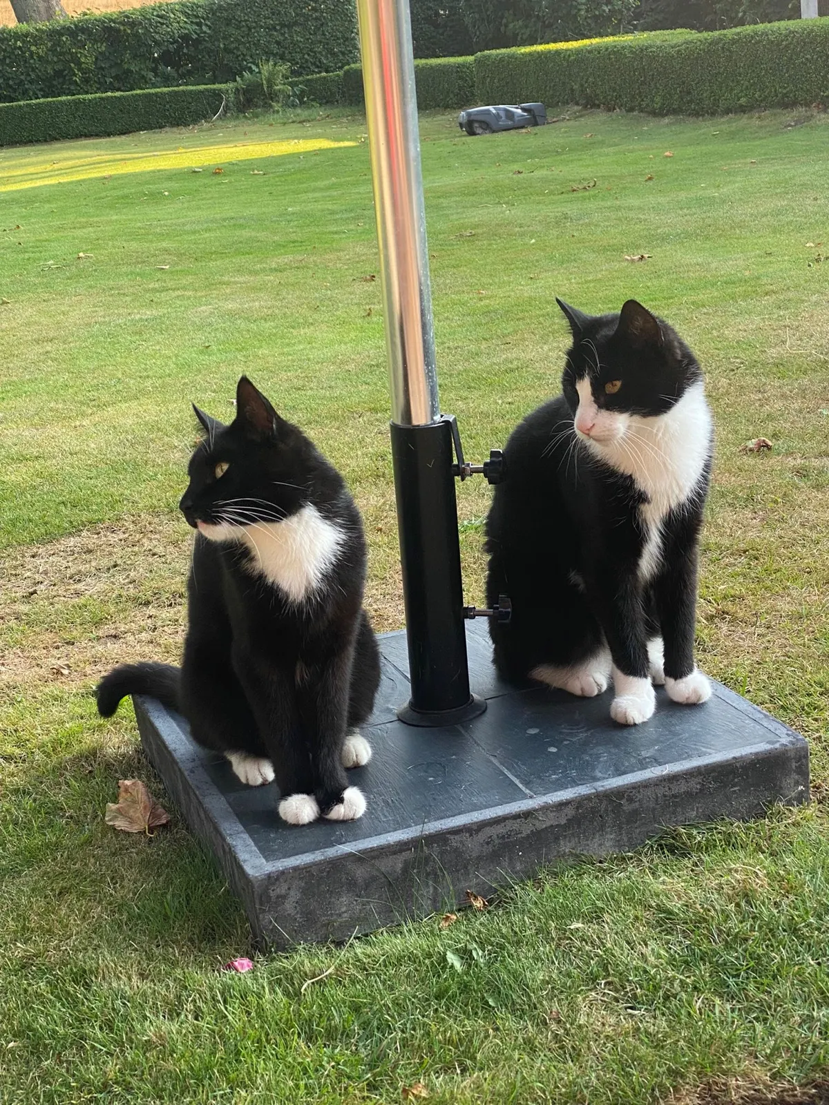Två svartvita katter som sitter bredvid varandra på gräsmattan