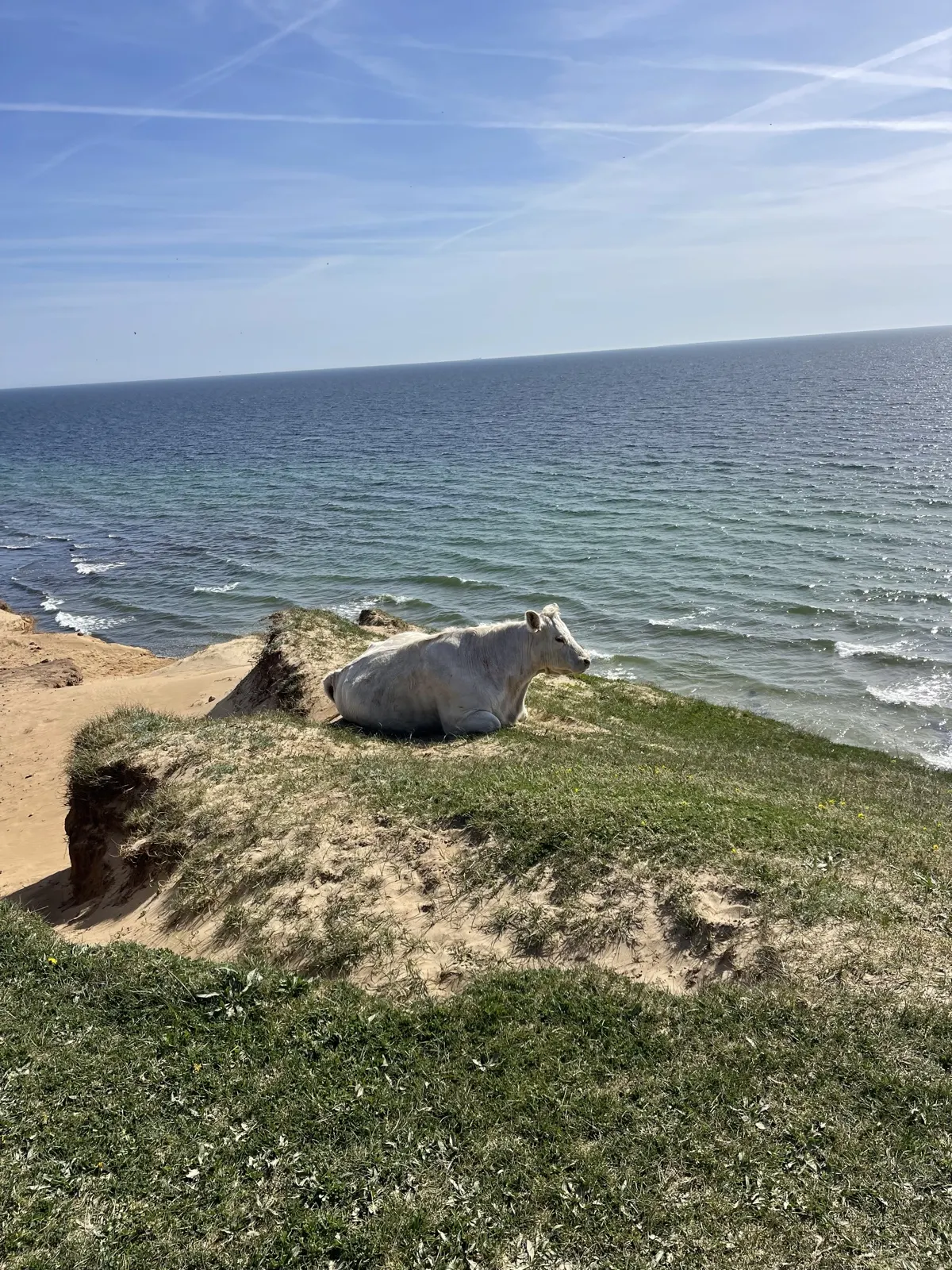 En ljus ko som vilar på en grön kulle ovanför havet