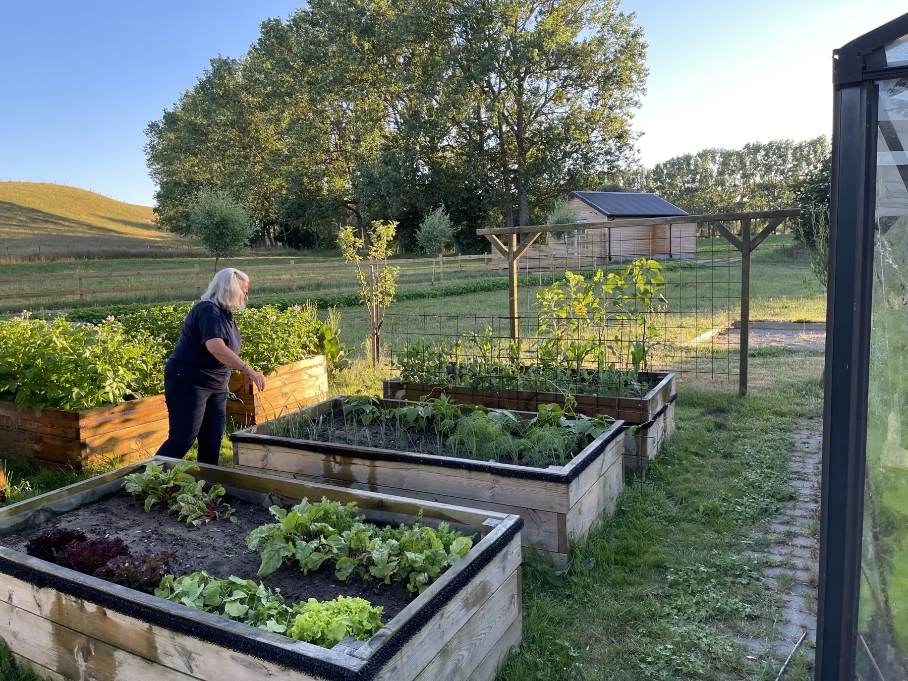 En person som pysslar vid upphöjda odlingslådor med sallad och grönsaker i kvällsljus