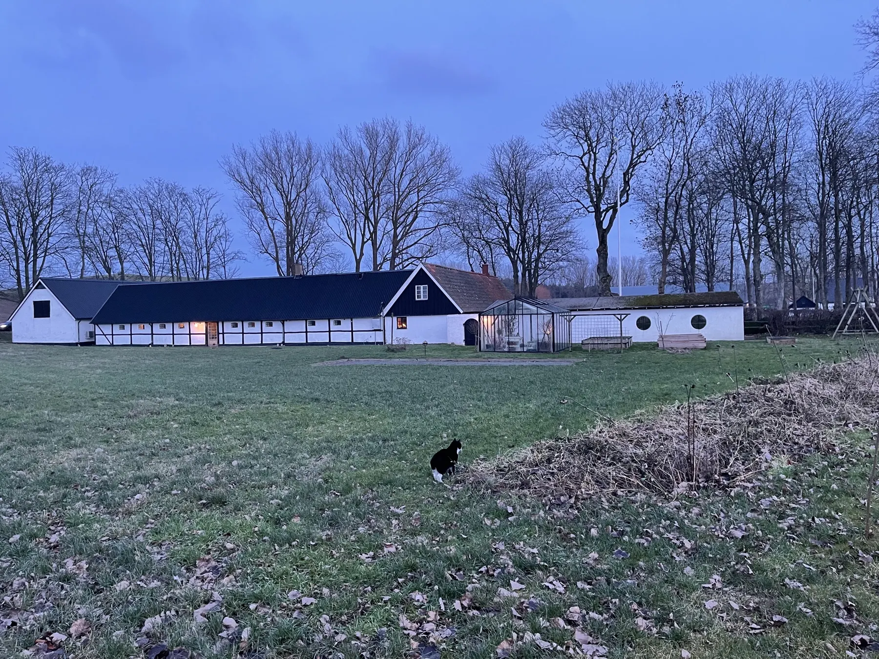 Gården i blå skymning med kala träd och en katt i gräset