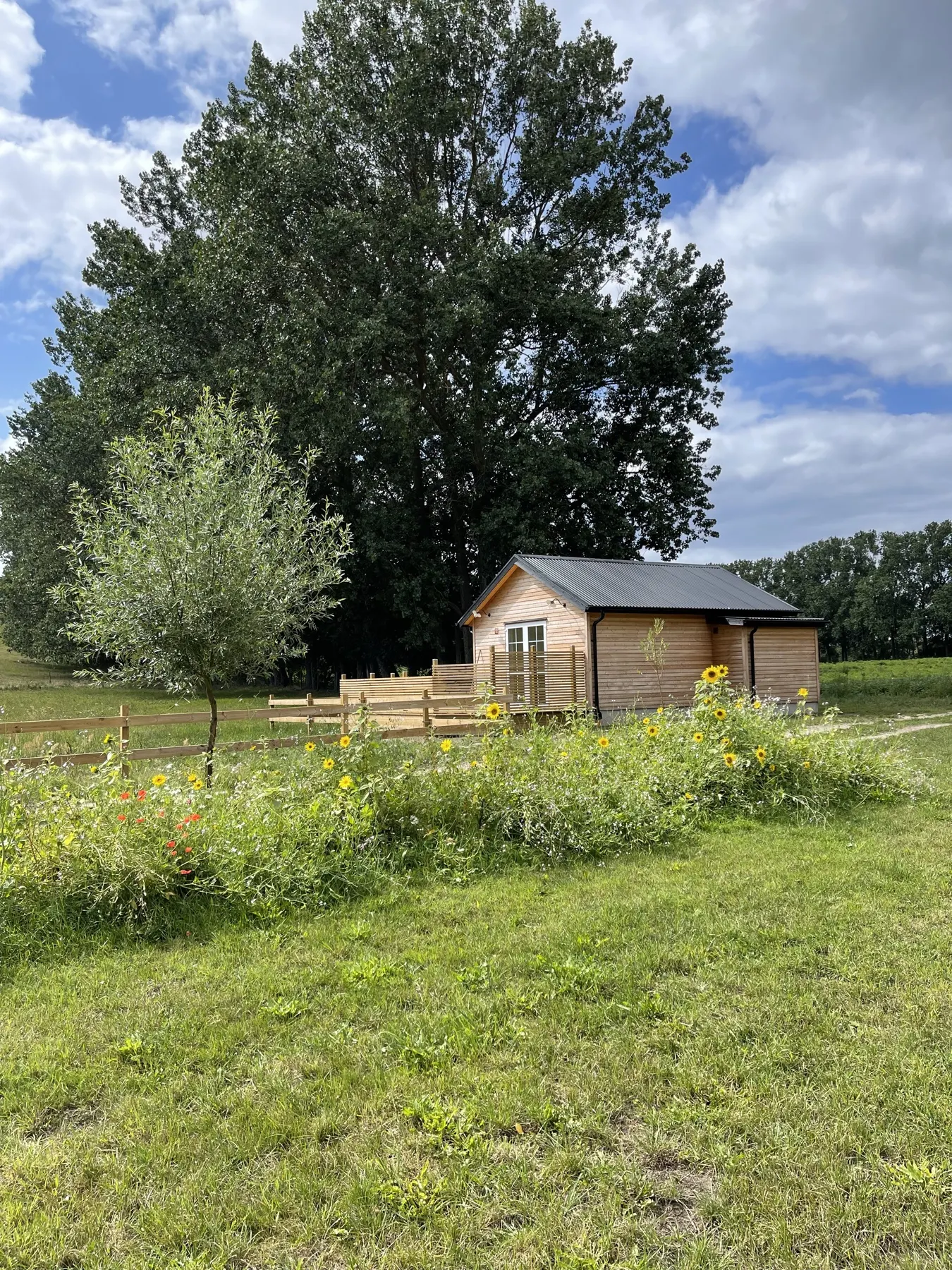 Solrosor och sommarblommor framför ett litet trähus och ett högt träd