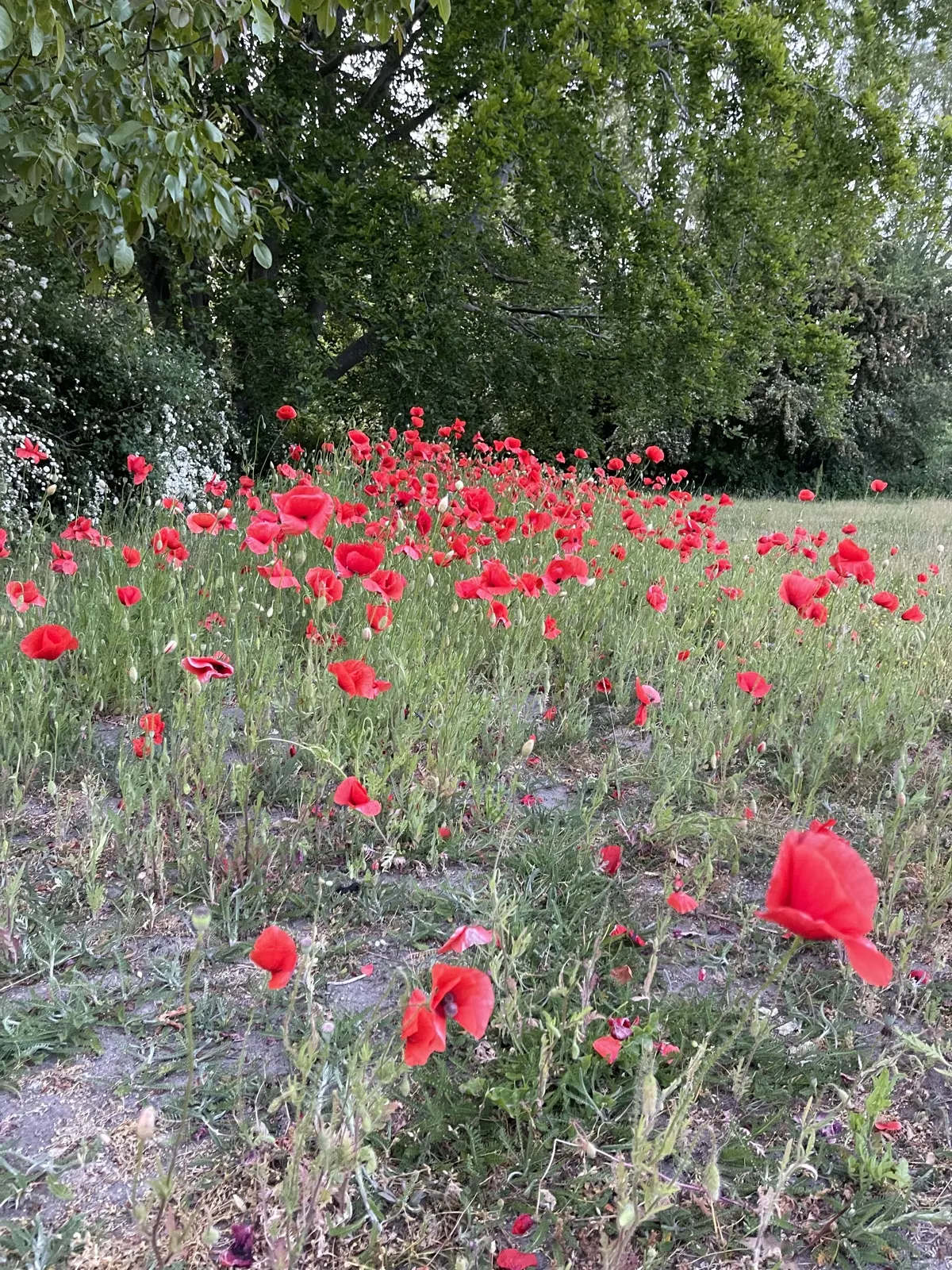 Röda vallmoblommor i gräset framför gröna träd